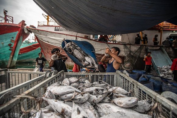 Fishermen and workers unload juvenile tuna from a fishing boat at Muara Baru Fishing Port in North Jakarta.