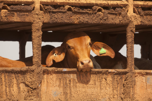 Indonesia has suspended live cattle exports from a Darwin export yard.