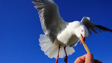 Australian seagulls like their UK cousins are also notorious for chip stealing.