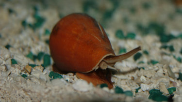 Venom from sea snails has a strong pain-relieving effect.