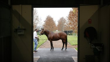 Out in front: I am Invincible now trails only Snitzel, pictured, in the stallions' prizemoney premiership.