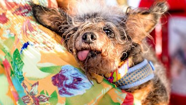 Scamp the Tramp rests after winning the World's Ugliest Dog Contest at the Sonoma-Marin Fair in Petaluma, California. 