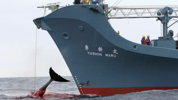 Iwc new arrivals whaling moratorium