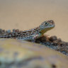 Once-‘extinct’ lizard stalls development of 310,000 homes