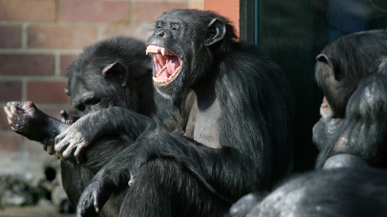 Chimpanzees are regarded as the deadliest animals commonly kept in captivity.