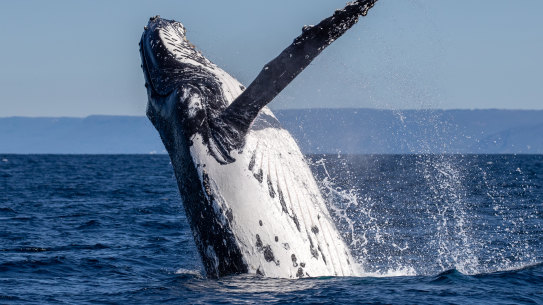 Humpback whale off the coast of Cronulla and Bundeena this winter.