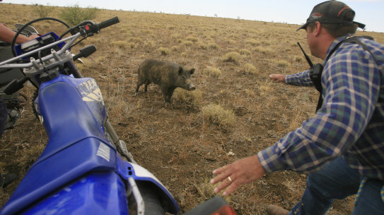 A file photo of feral pig hunting in Queensland.