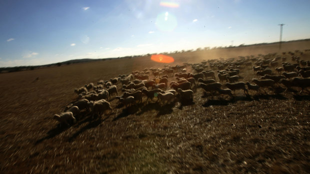 Drought could be ‘nail in the coffin’ for WA farmers