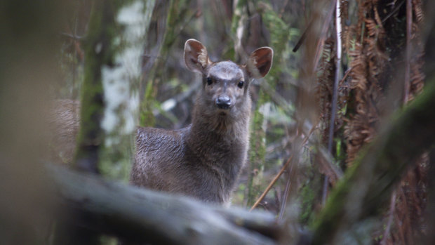 How do you stop the spread of feral deer? Draw a line in the sand