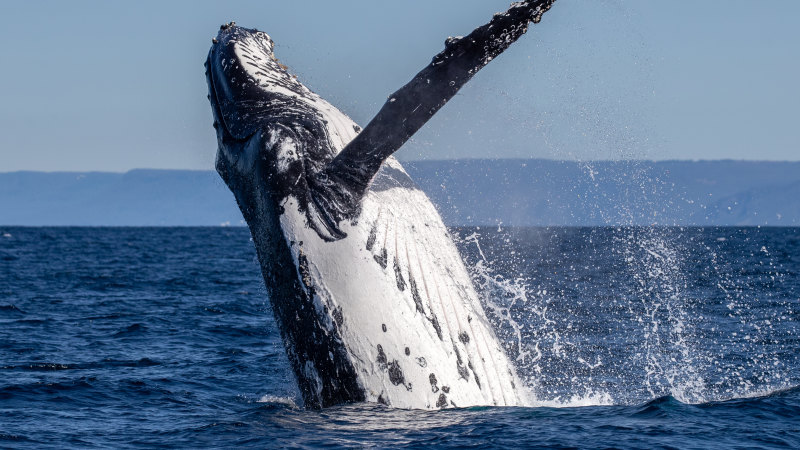 ‘Absolutely incorrect’: The evidence is in on whales and offshore wind farms