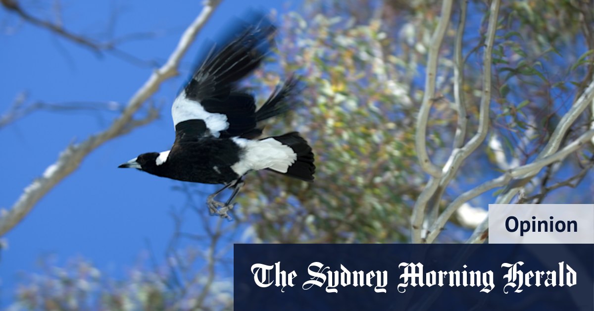 Summer in Sydney means ... Lego stuck in tarmac and birds' property disputes - Vimarsana News