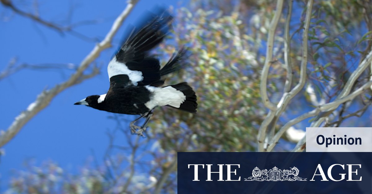 Summer in Sydney means ... Lego stuck in tarmac and birds' property disputes - Vimarsana News