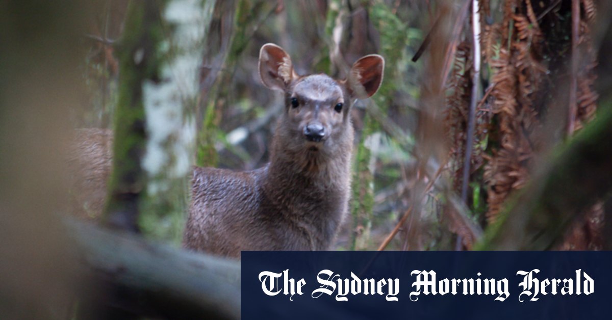 Feral deer populations to be eradicated in zones to stop spread across Australia - Vimarsana News