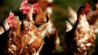 A version of bird flu has been found at an egg farm in Victoria.