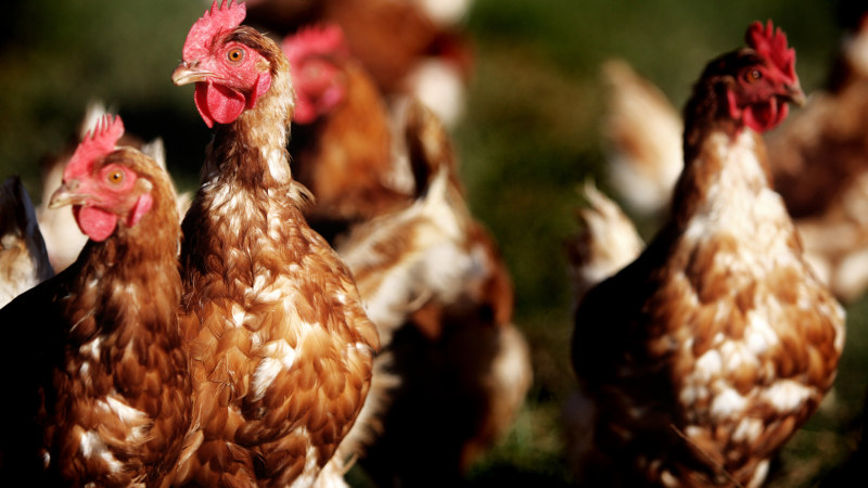 Roc's poultry roll-up Precision Poultry scoops up 80 sheds