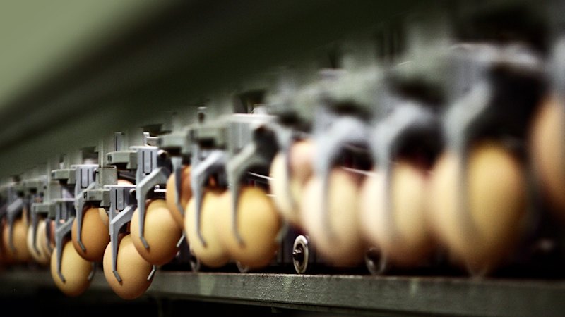 Big Egg cartel: Australian suppliers accused of driving up prices