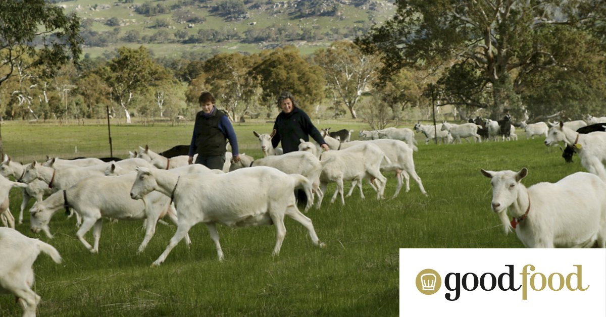'World-beating' Victorian artisan cheese business Holy Goat is set to close - Vimarsana News
