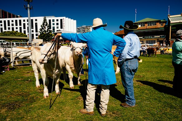 The Ekka is home to one of Australia’s largest annual cattle competitions, featuring more than 1000 head of cattle.