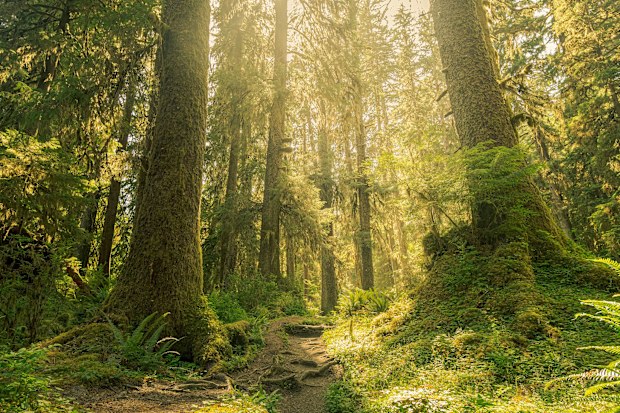 Old growth trees in the Hoh Rain Forest dazzle visitors to Olympic National Park.