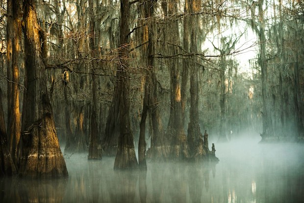 Droopy cypress trees in a misty lake - Caddo Lake in East Texas