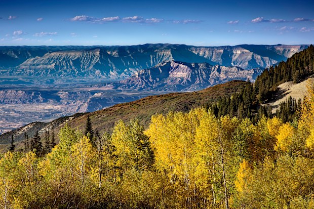 Colorado's famous Aspen trees are among the treasured sights for visitors to Grand Mesa National Forest in Western Colorado during the fall. 