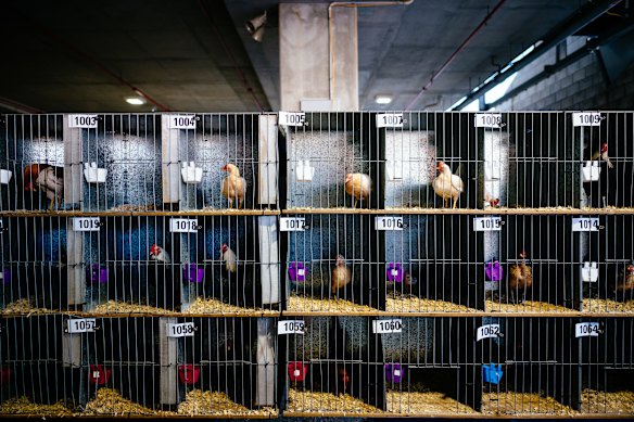 The animal competitions include several categories for poultry, pigeons, birds and eggs.