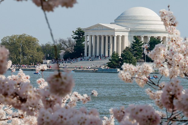 National Mall, Washington DC in cherry blossom season