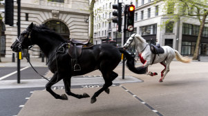 Two horses on the loose bolt through the streets of London near Aldwych, on Wednesday April 24, 2024. Several military horses bolted during routine exercises near King Charles III’s main residence in London on Wednesday and ran loose through the center of the city, injuring at least four people and colliding with vehicles during the morning rush hour. (Jordan Pettitt/PA via AP)