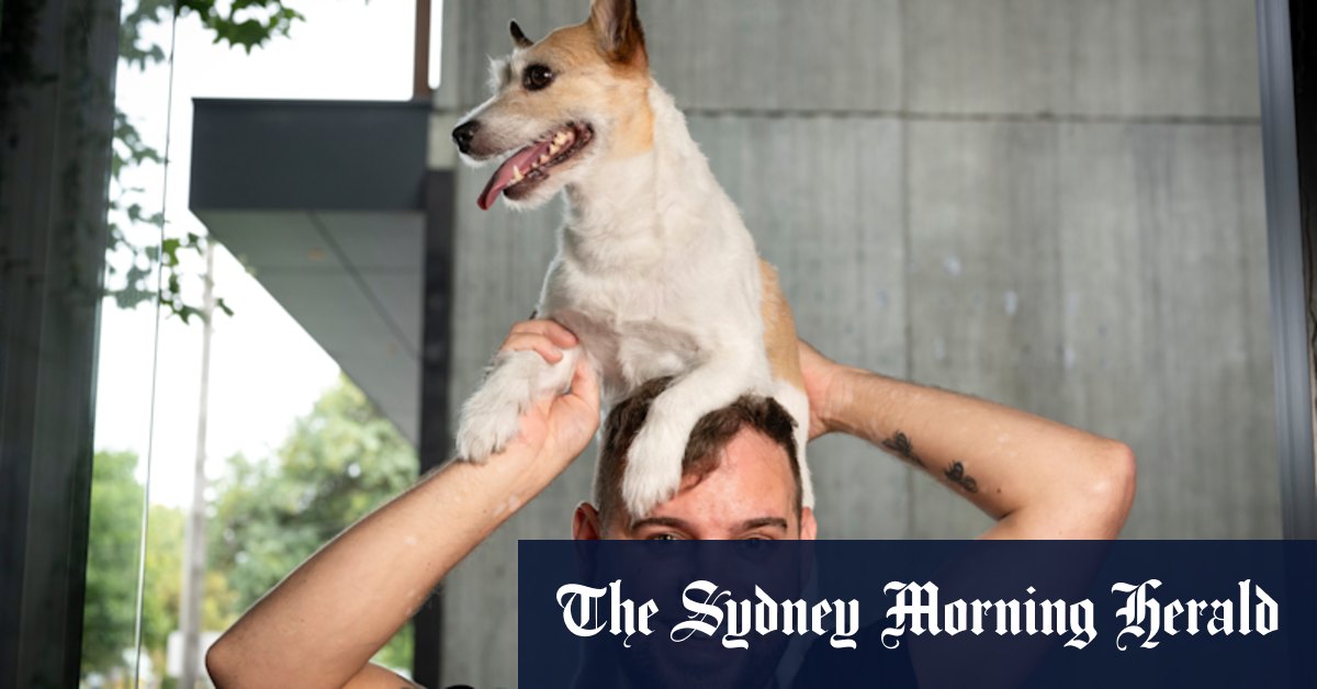 Melbourne City Council's Dogs of Melbourne canine census for 2023 reveals we're dog mad - Vimarsana News