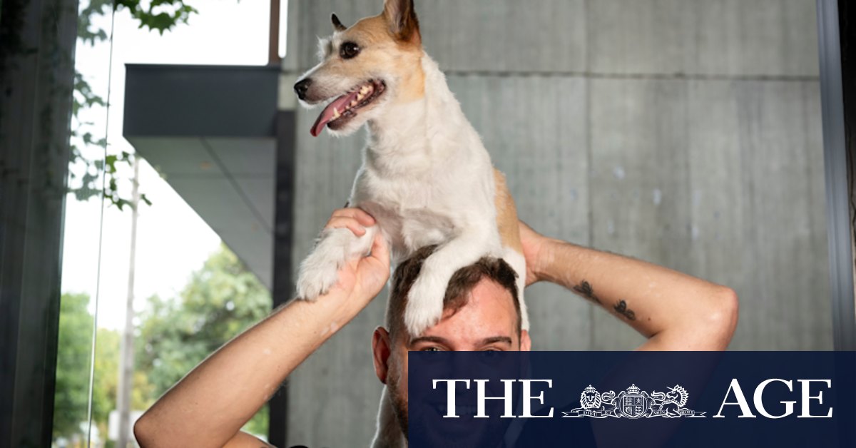 Melbourne City Council's Dogs of Melbourne canine census for 2023 reveals we're dog mad - Vimarsana News