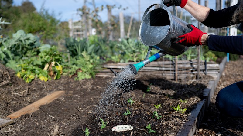Community garden CERES under threat amid cash shortfall