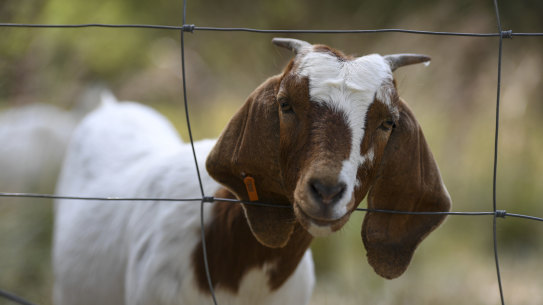 Goats will eat almost anything  - but tend to leave native vegetation. 
