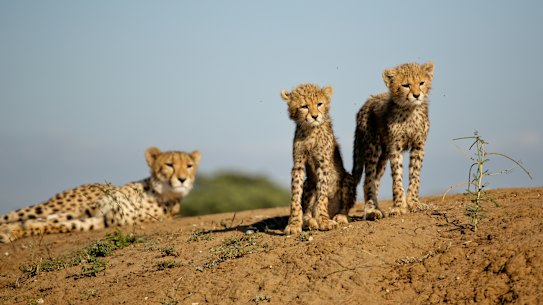 Reserves like Phinda have introduced “virtual safaris” to offset lost tourist income.