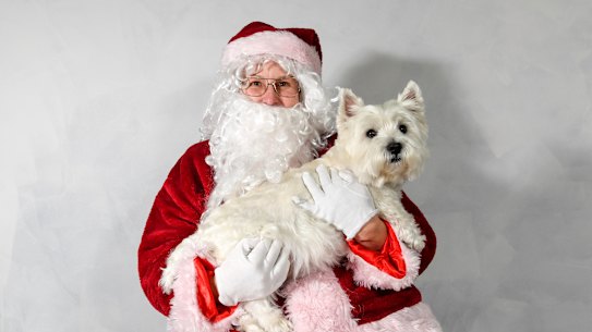 Happy Christmas: Santa Claus, aka Jo Harris, poses with West Highland Terrier Spencer.