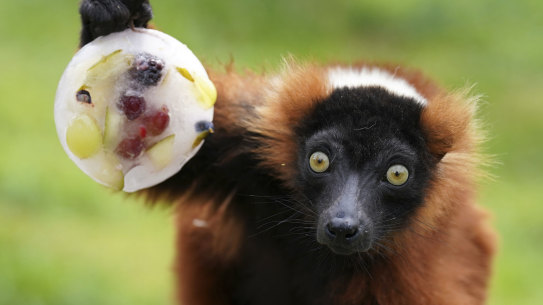 A red ruffed lemurs enjoys a frozen ice pop filled with fruit at Blair Drummond Safari Park near Stirling, England,as temperatures soared across Britain.