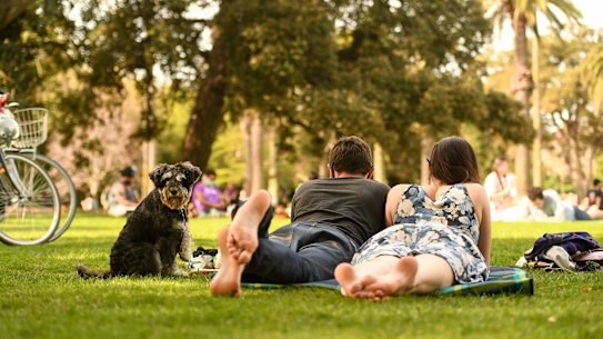 Stevie the mini Schnauzer keeps watch over one of the early picnics that brought colour back to Melbourne's ceeks.
