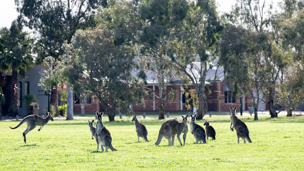 Kangaroos and housing in Mernda.