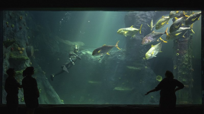 Sea Life Melbourne Aquarium epic makeover revealed