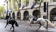 The spooked horses running through central London on Wednesday morning.