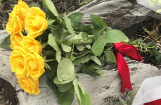 The yellow roses Annette Graham placed in Royal Park on Monday morning.