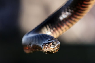 Red-bellied black snakes’ venom contains neurotoxins and coagulants, but blue-tongued lizards have a chemical defence.