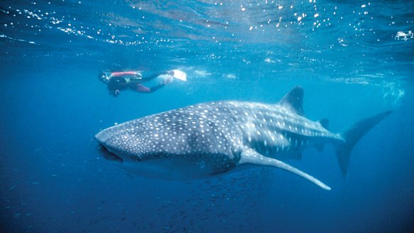 A whale shark with divers in Ningaloo Marine Park. 
