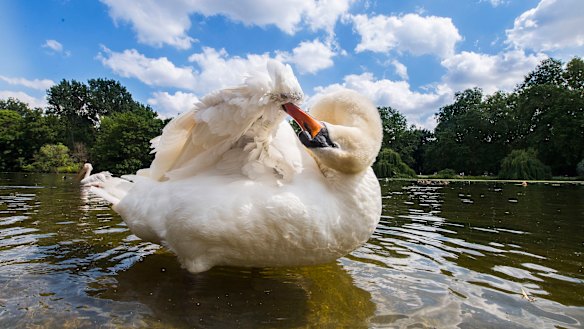 A swan in St James’s Park, near Buckingham Palace. 