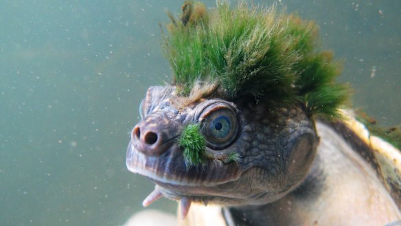 'Punk' turtle now under threat
