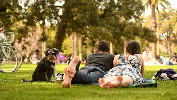 Stevie the mini Schnauzer keeps watch over one of the early picnics that brought colour back to Melbourne's cheeks.