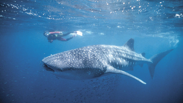 A whale shark with divers in Ningaloo Marine Park. 