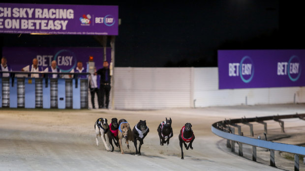 Greyhounds will still be able to race at Dapto after a supreme court ruling on Friday.