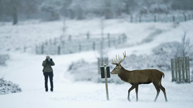 A stag walks through snow in Richmond Park, south-west London.