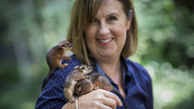 Wildlife carer Lisa Palma with ringtail possum triplets Larry, Harry and Sally. Lisa has been working with the Animal Justice Party on its proposal to the government. 