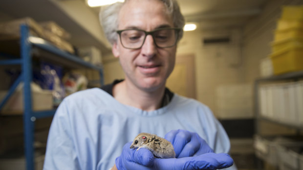 Dr Stephen Frankenberg holds a dunnart, the lab creature he is working with as a precursor to the quoll.